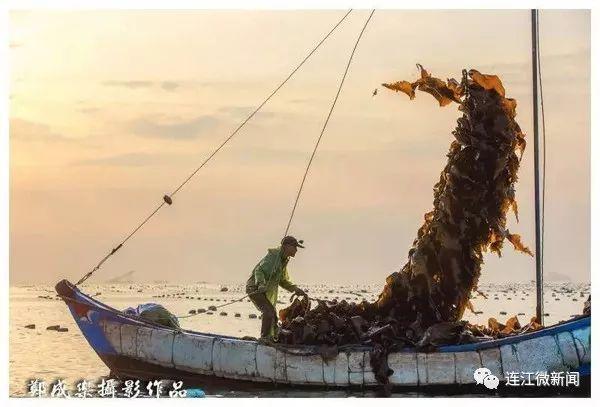 厉害了！连江海带获批国家地理标志保护产品