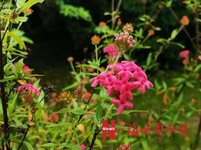 泰国樱花、夜合花、巴拿马玫瑰……就在福州金山公园