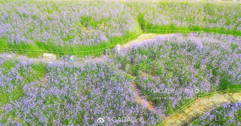 太梦幻！这片紫色花海，把福州美成了“普罗旺斯”