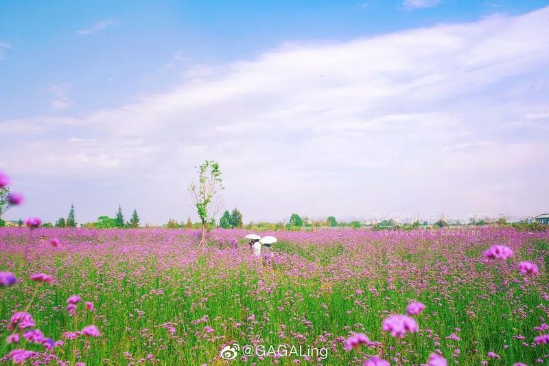 太梦幻！这片紫色花海，把福州美成了“普罗旺斯”