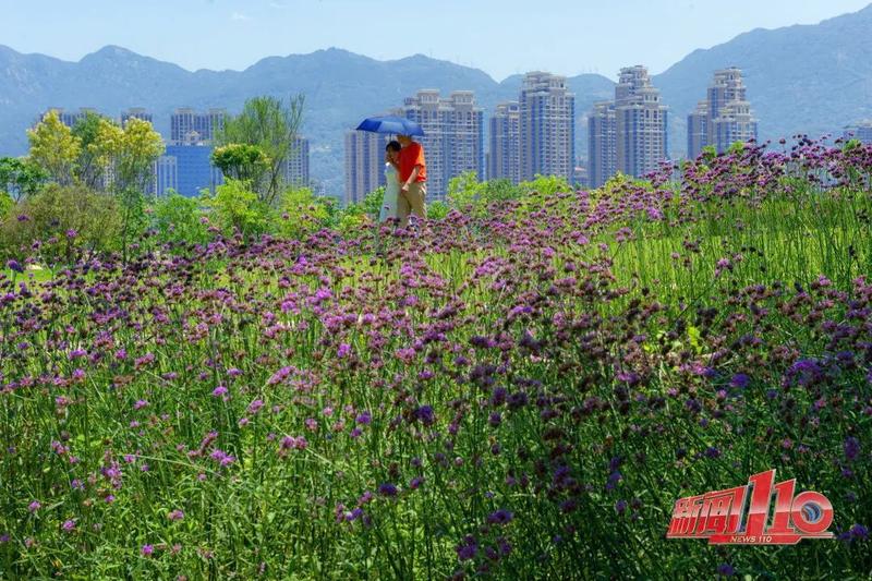 太梦幻！这片紫色花海，把福州美成了“普罗旺斯”