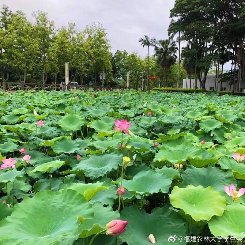 福州六月，荷花倾城