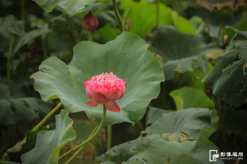 福州六月，荷花倾城